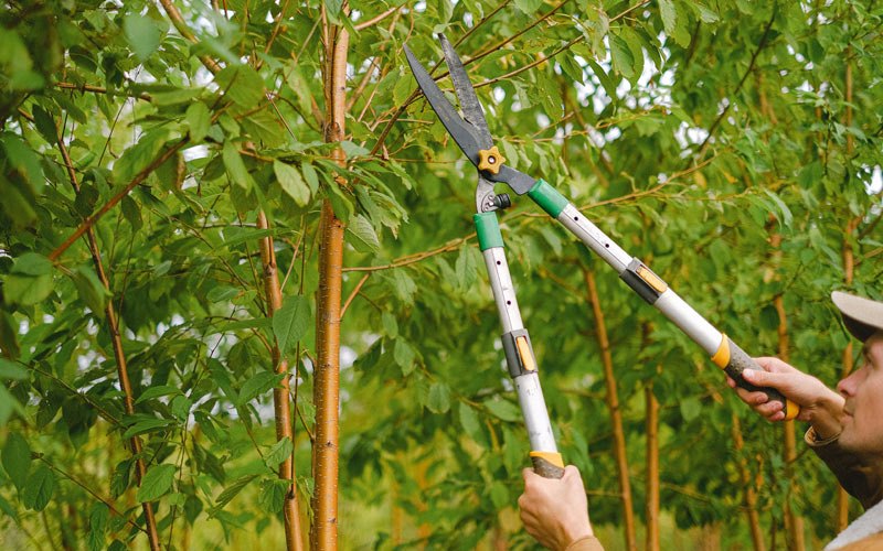 Tree trimming in Moose Pass, AK