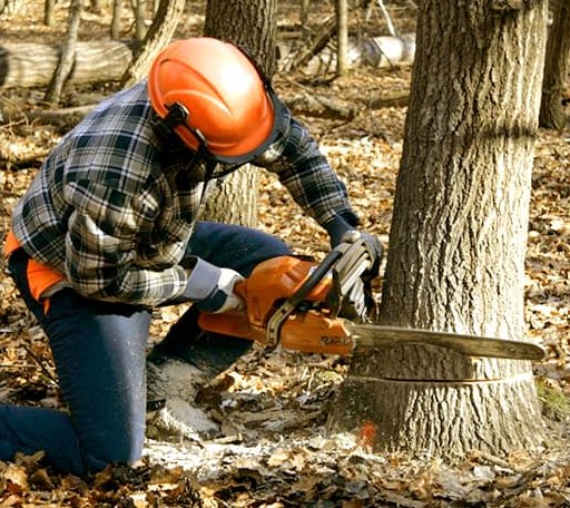 Tree Removal in Moose Pass, AK